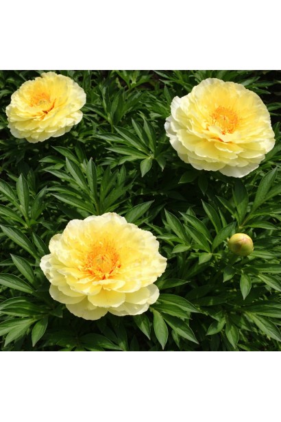 Paeonia ITOH Bartzella